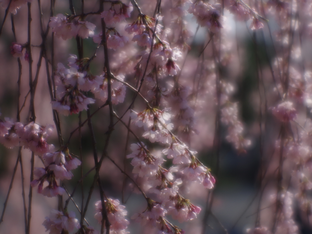 枝垂桜