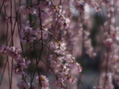 枝垂桜