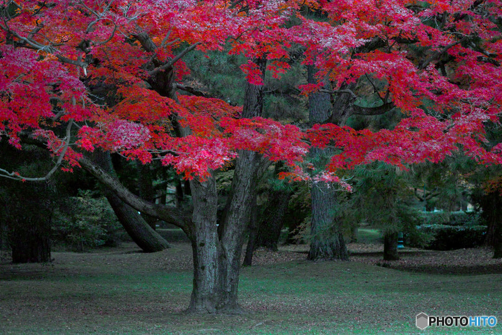 静寂の紅葉