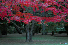 静寂の紅葉