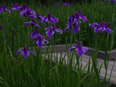 花菖蒲2