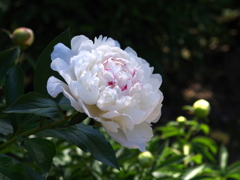 白い芍薬