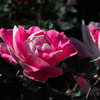 秋薔薇の露