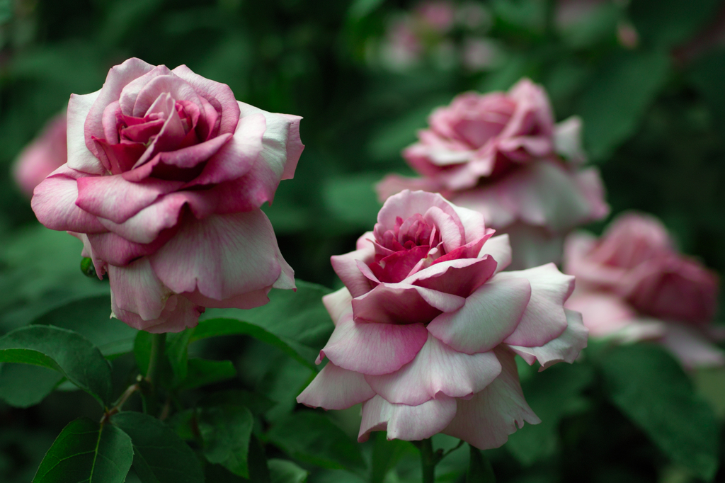 薔薇