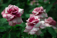 薔薇
