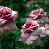 薔薇