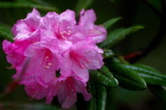 雨中の石楠花