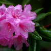 雨中の石楠花