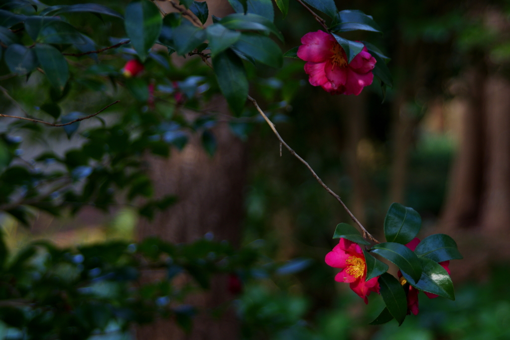 静の山茶花