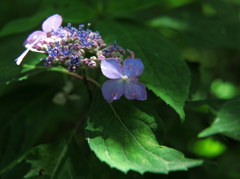 紫陽花　1