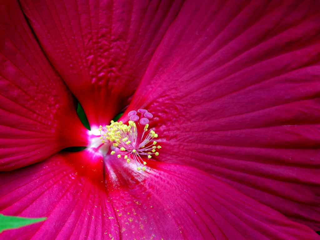 芙蓉の花芯