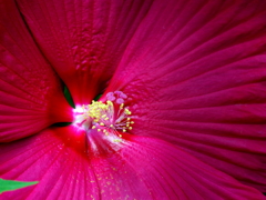 芙蓉の花芯