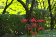 曼珠沙華