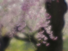 春霞の枝垂桜