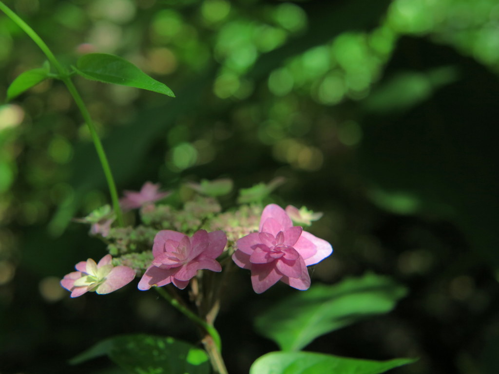紫陽花　2