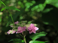 紫陽花　2