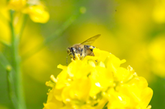 菜の花の蜜を吸う