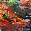 終盤の紅葉