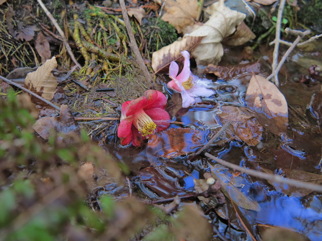 落ち花