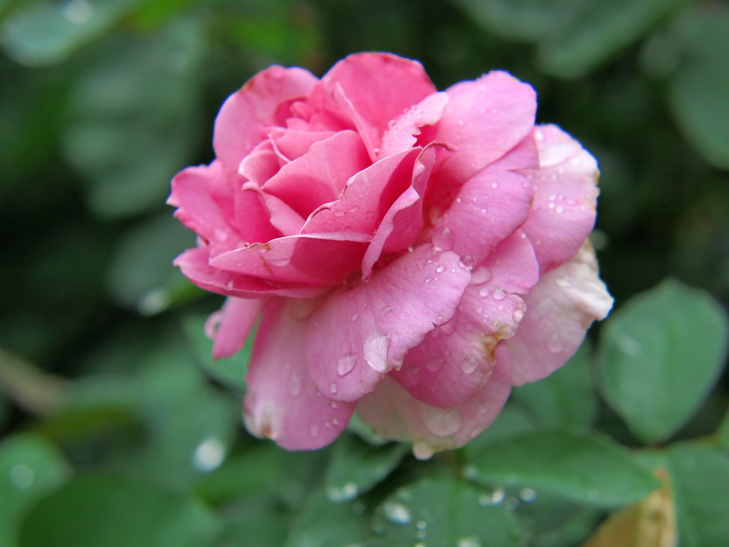 雨後の薔薇2