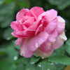雨後の薔薇2