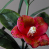 茶花　椿