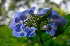 透かした紫陽花