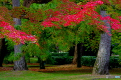 京都御苑の紅葉Ⅱ