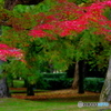 京都御苑の紅葉Ⅱ