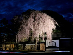 高台寺　夜桜