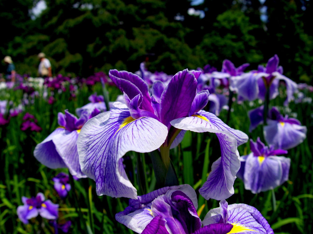 花菖蒲B