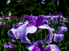 花菖蒲B