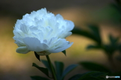 今年最後の芍薬
