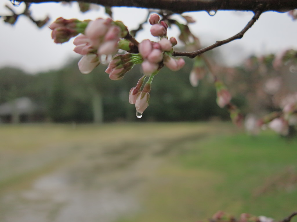 開花前