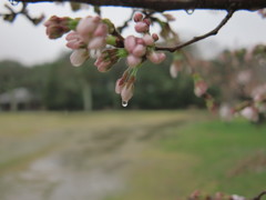 開花前