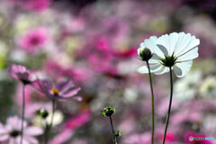 SDIM4129