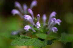 野の花