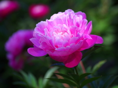 立てば芍薬