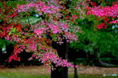 京都御苑の紅葉