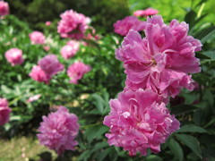 今年最後の芍薬