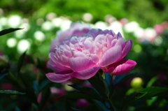 芍薬