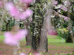 京都御苑　枝垂桜