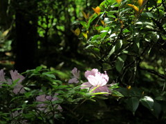 さつき