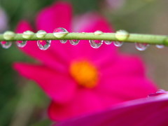 雨後の秋桜