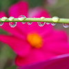 雨後の秋桜