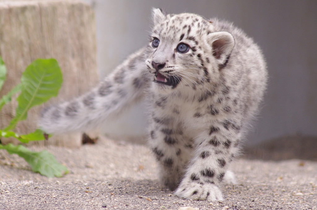 ユキヒョウ