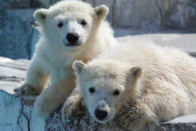 シロクマの写真(画像)・写真集 - 写真共有サイト:PHOTOHITO