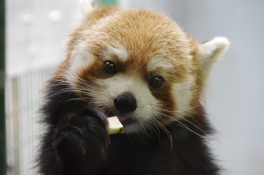 レッサーパンダ