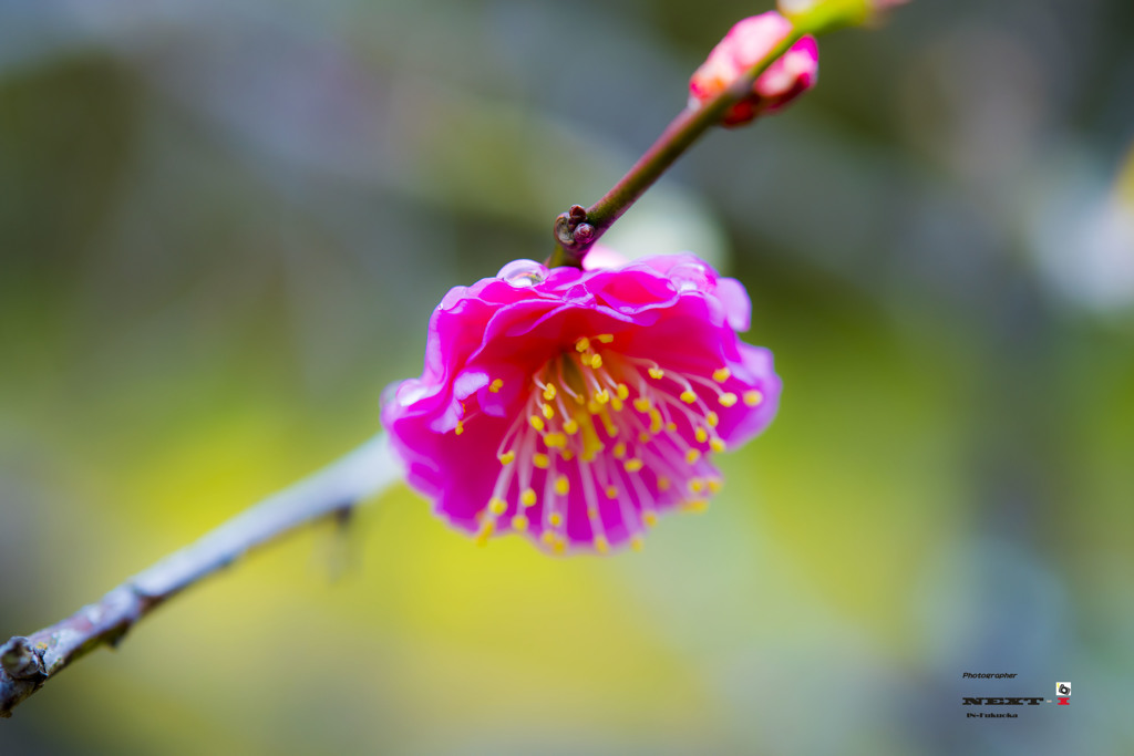 初春を感じて（紅梅の開花）