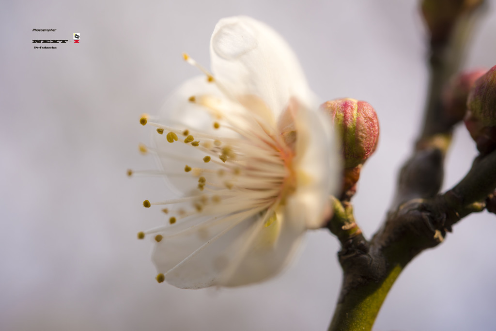 初春を感じて（白梅の開花）　